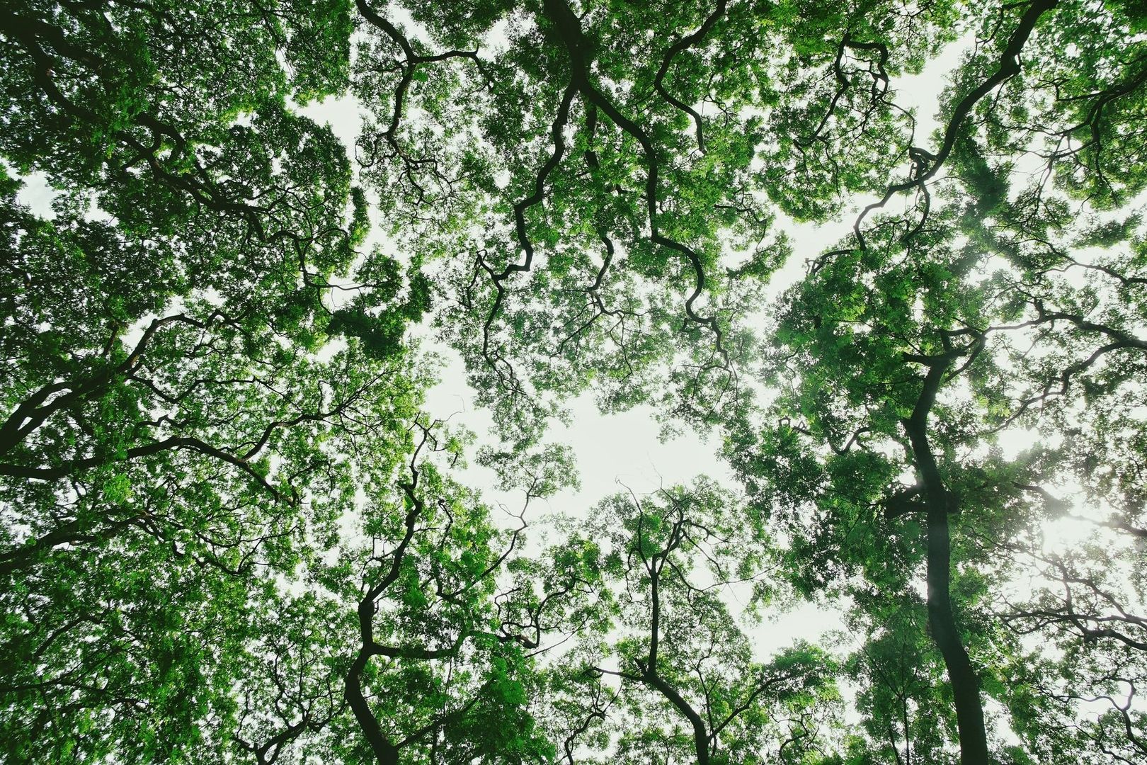 Dense green tree canopy viewed from below against a bright sky