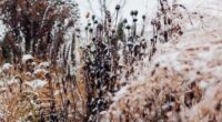 Frosted seedheads and ornamental grasses in a winter garden